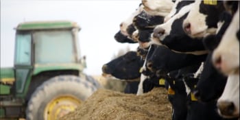 The Importance of Trace Minerals For Dairy Cows